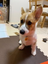 犬のスマート名刺DOGICA(ドギカ)【NFC&QRコード】