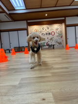 真鍮キーホルダー | QRコード付き犬用迷子札 | アプリ連携