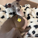PUレザーキーホルダー【アプリ連携できるQRコード付き犬用ネームタグ | 迷子札にも】