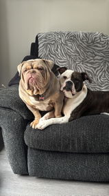 Buffy & Bailee bulldogs review photo