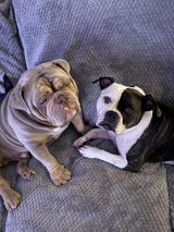 Buffy & Bailee bulldogs review photo