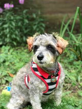 Kazoo’s mom review photo