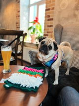Banana the pug review photo