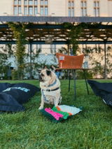 Banana the pug review photo