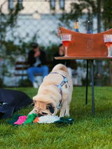 Banana the pug review photo