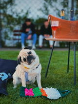 Banana the pug review photo