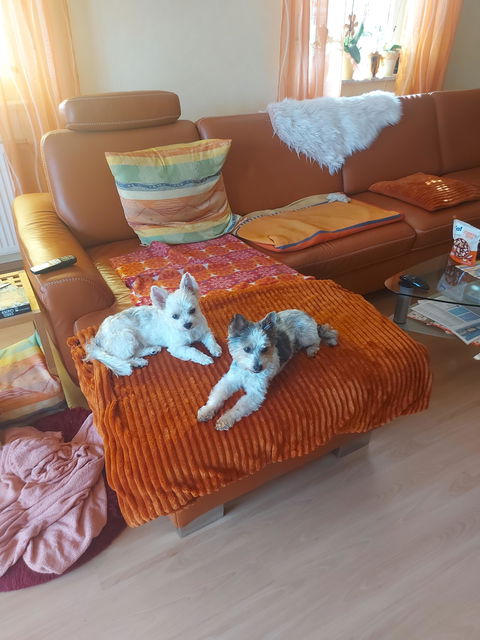 DOGS-HEART 