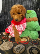 Bella review photo