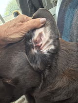 Team Edward Labrador Rescue review photo