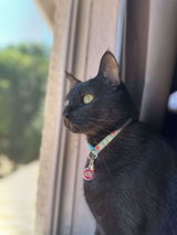 IRMA N. review photo