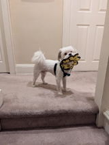 MITCH review photo