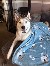 Bluey review photo