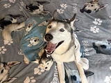 Bluey review photo