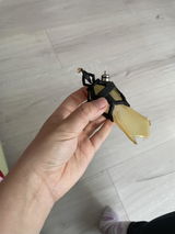 Y.B. review photo