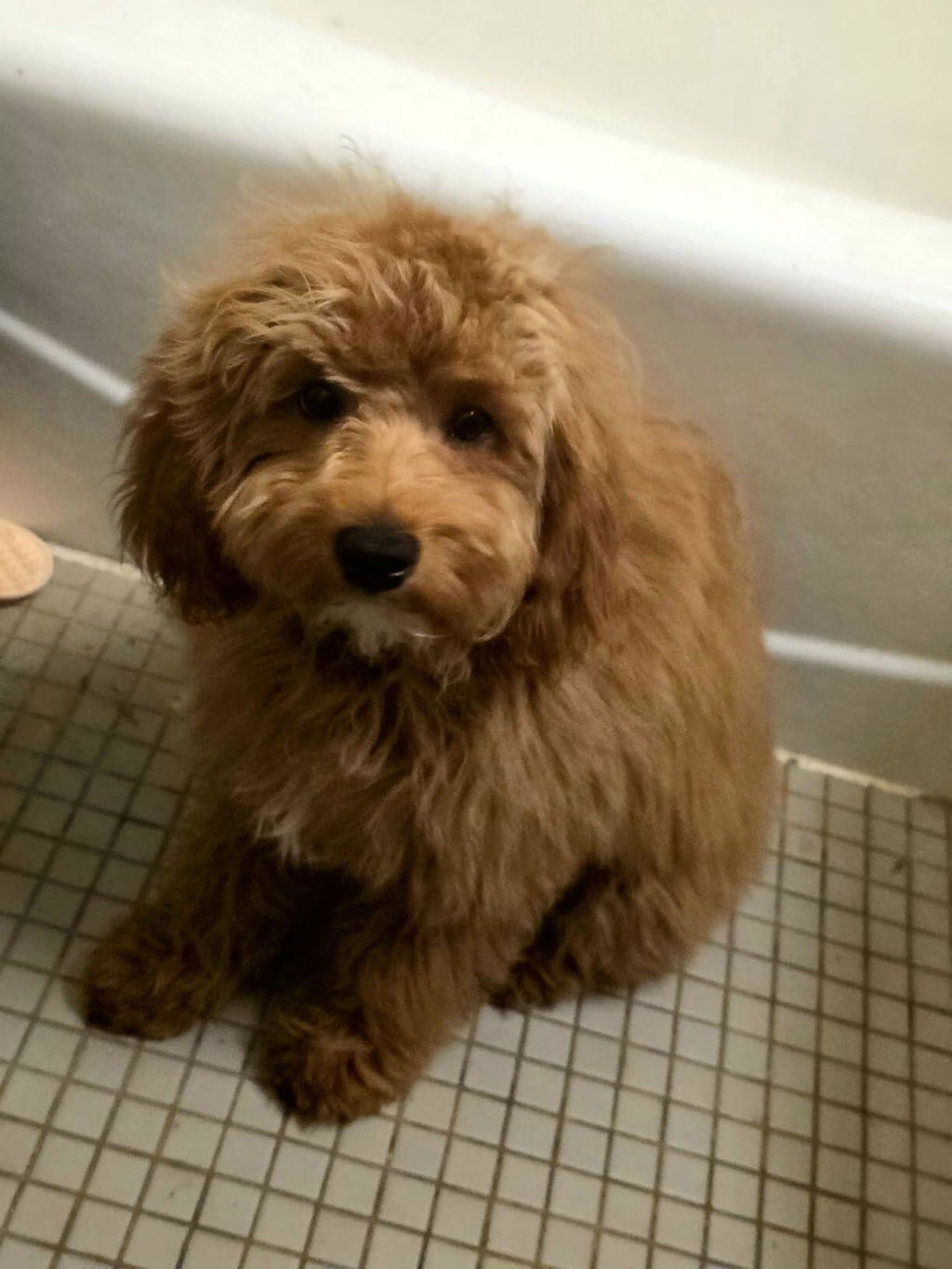 5-in-1 Doodle Shampoo