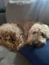 Amazon Customer review photo