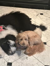 Amazon Customer review photo