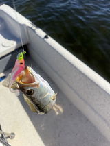 Captain Frank Taylor Jr review photo