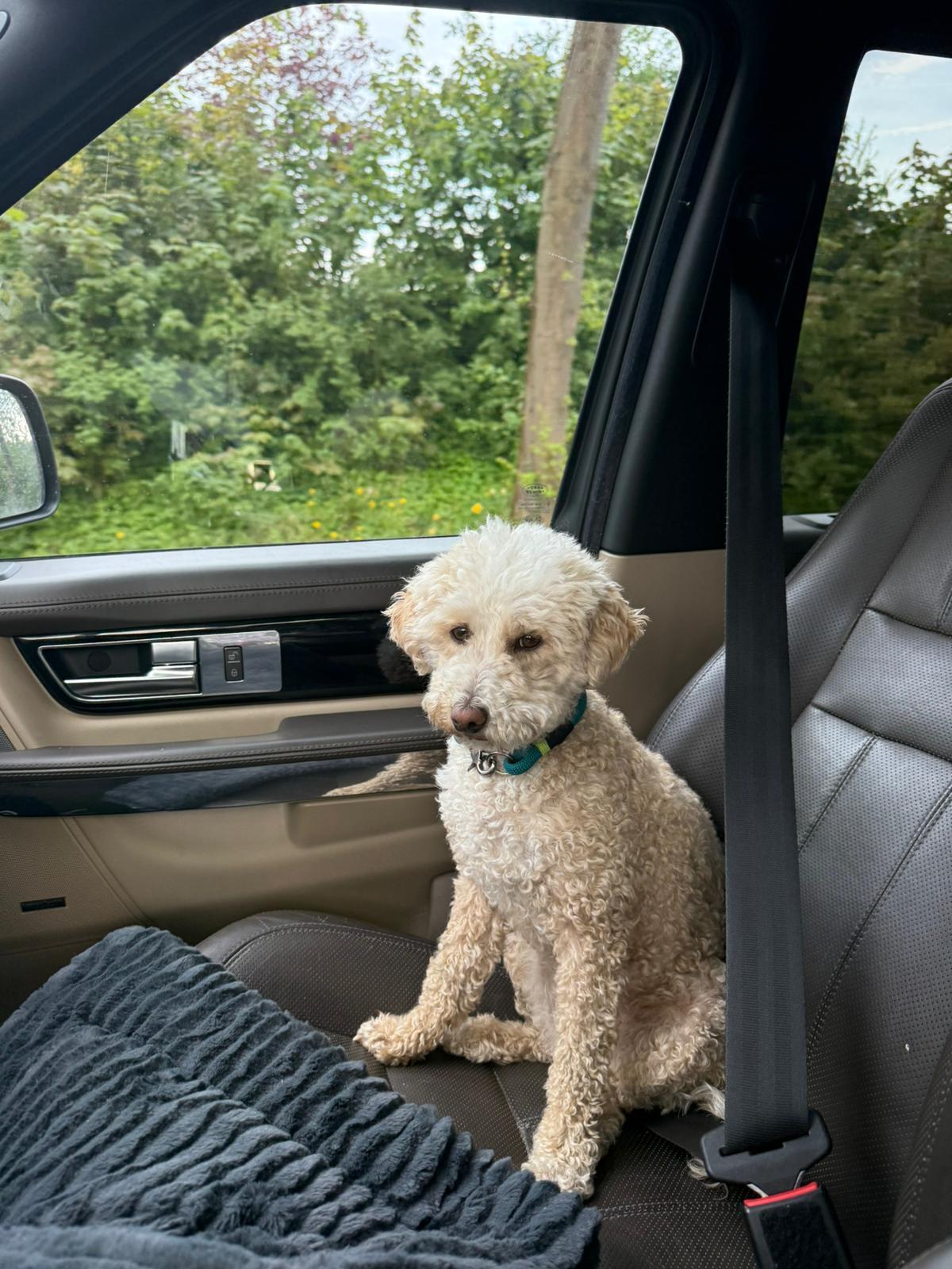 Kundenfoto: Hund zuhause