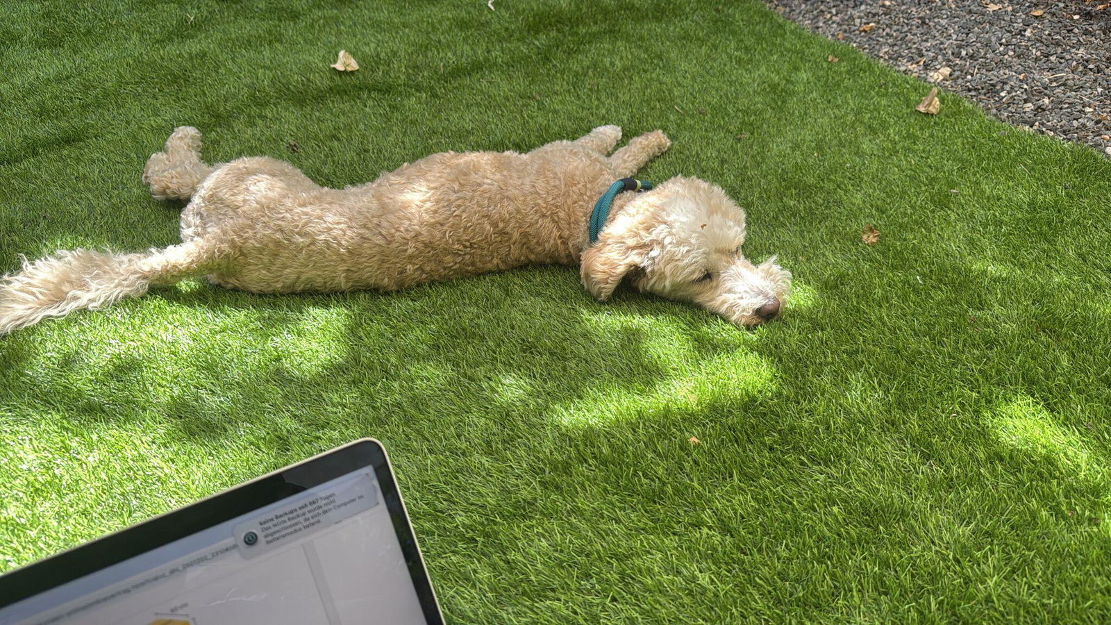 Hund eines Kunden mit einer Dose Dr. Schoen's