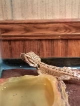 Darrin S. review photo