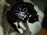 Neko review photo
