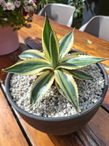 Jelle review photo