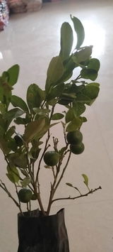 Punit Jhala review photo