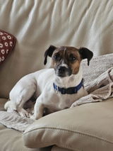 ste review photo