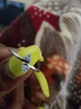 Phillipia K. review photo