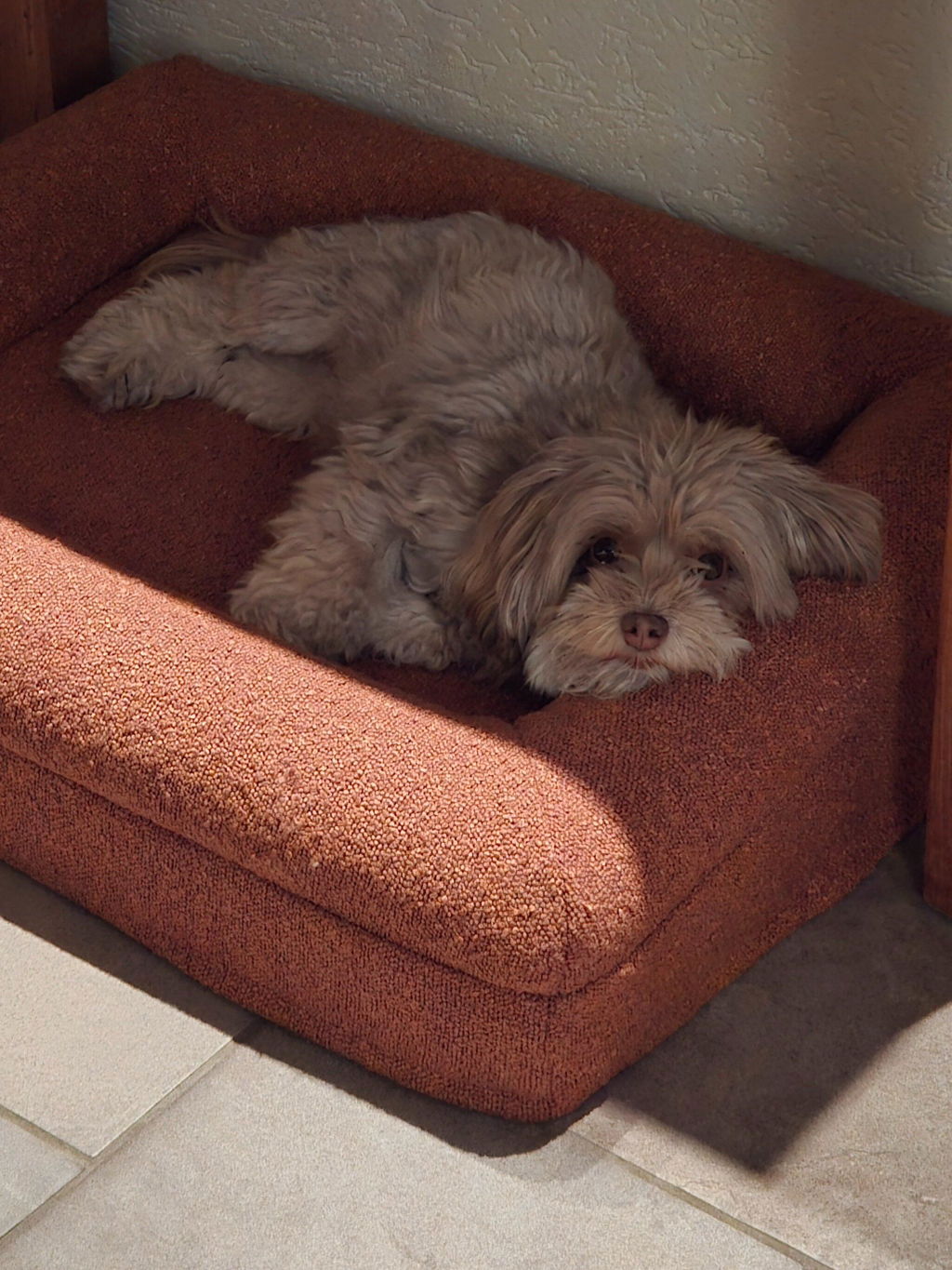 Dreamydog