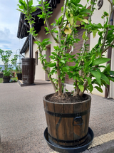 Maria review photo