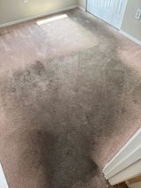 Joey review photo