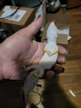 A.W. review photo