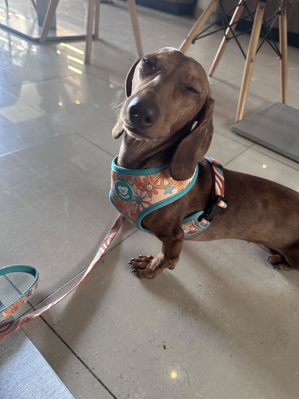 CORREA PARA PERRO PEACE