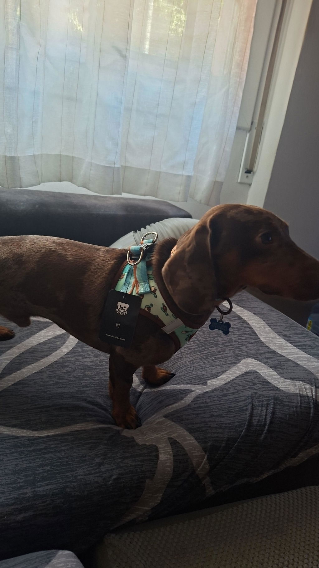 ARNÉS BODY PARA PERRO TURTLE