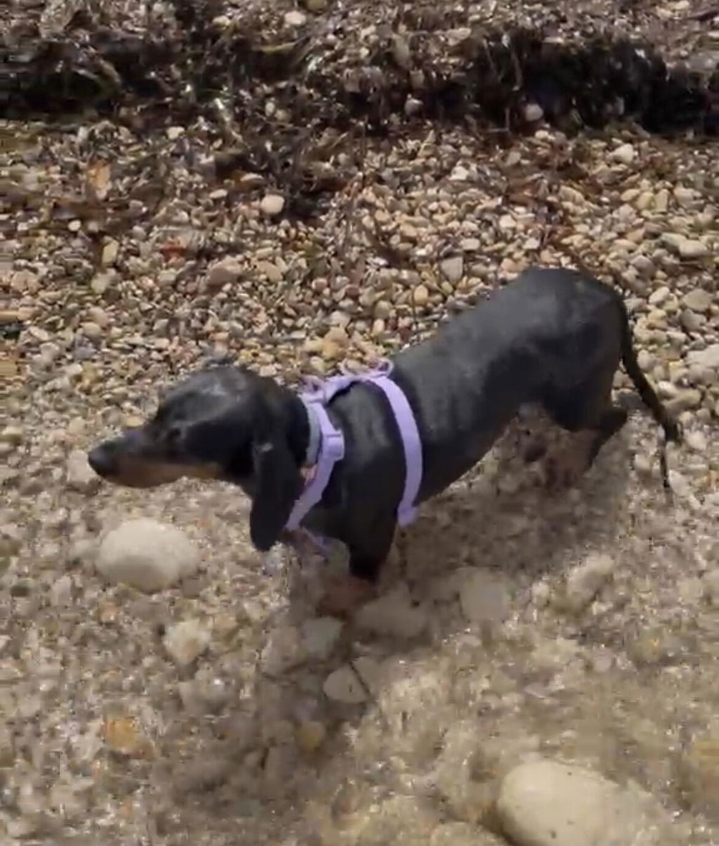 ARNES WATERPROOF PARA PERRO PURPLE