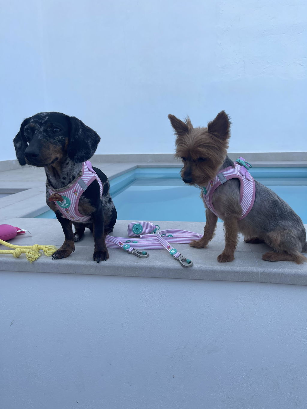ARNÉS BODY PARA PERRO ICE CREAM