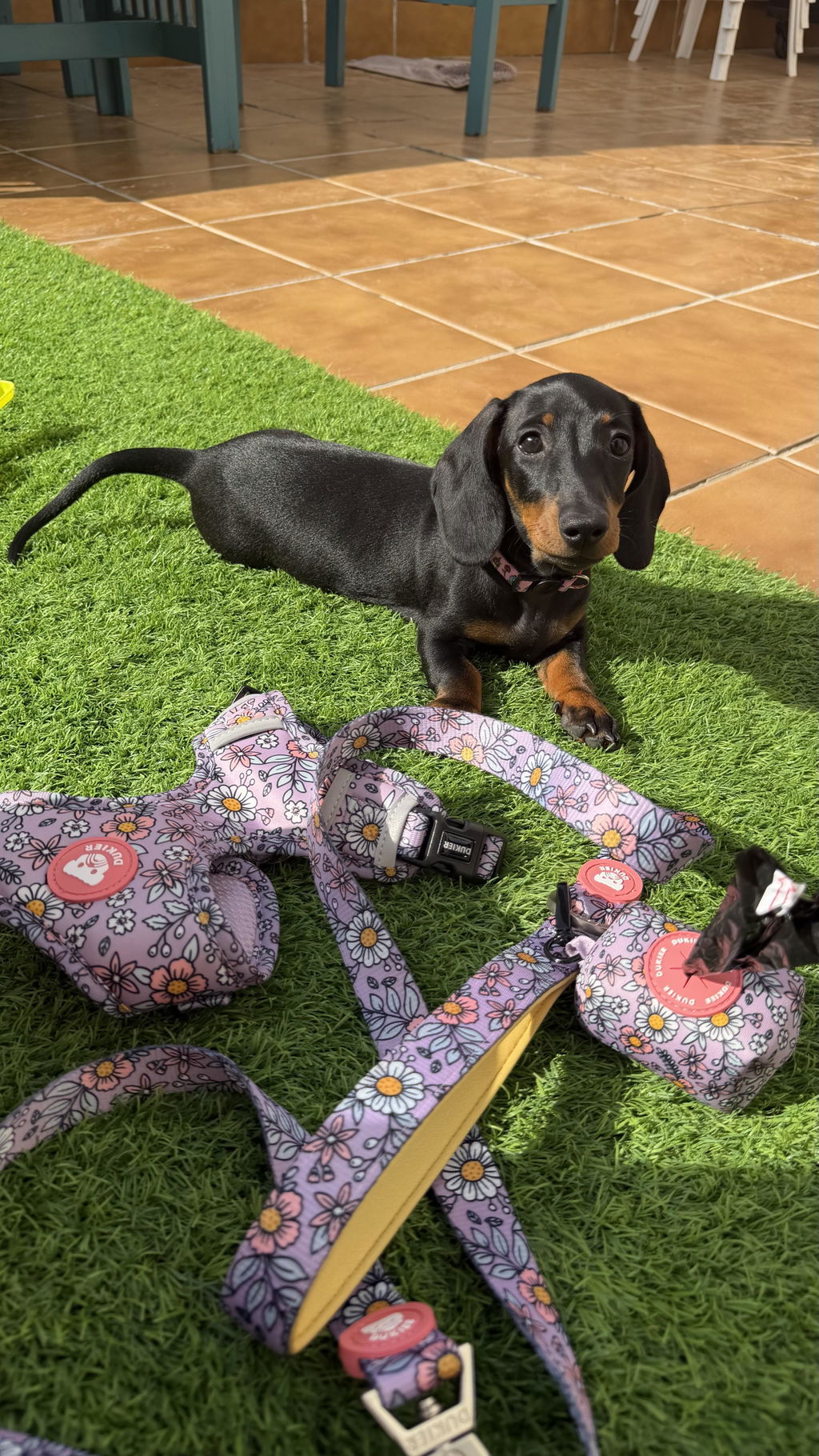 CORREA PARA PERRO FLOWER POWER