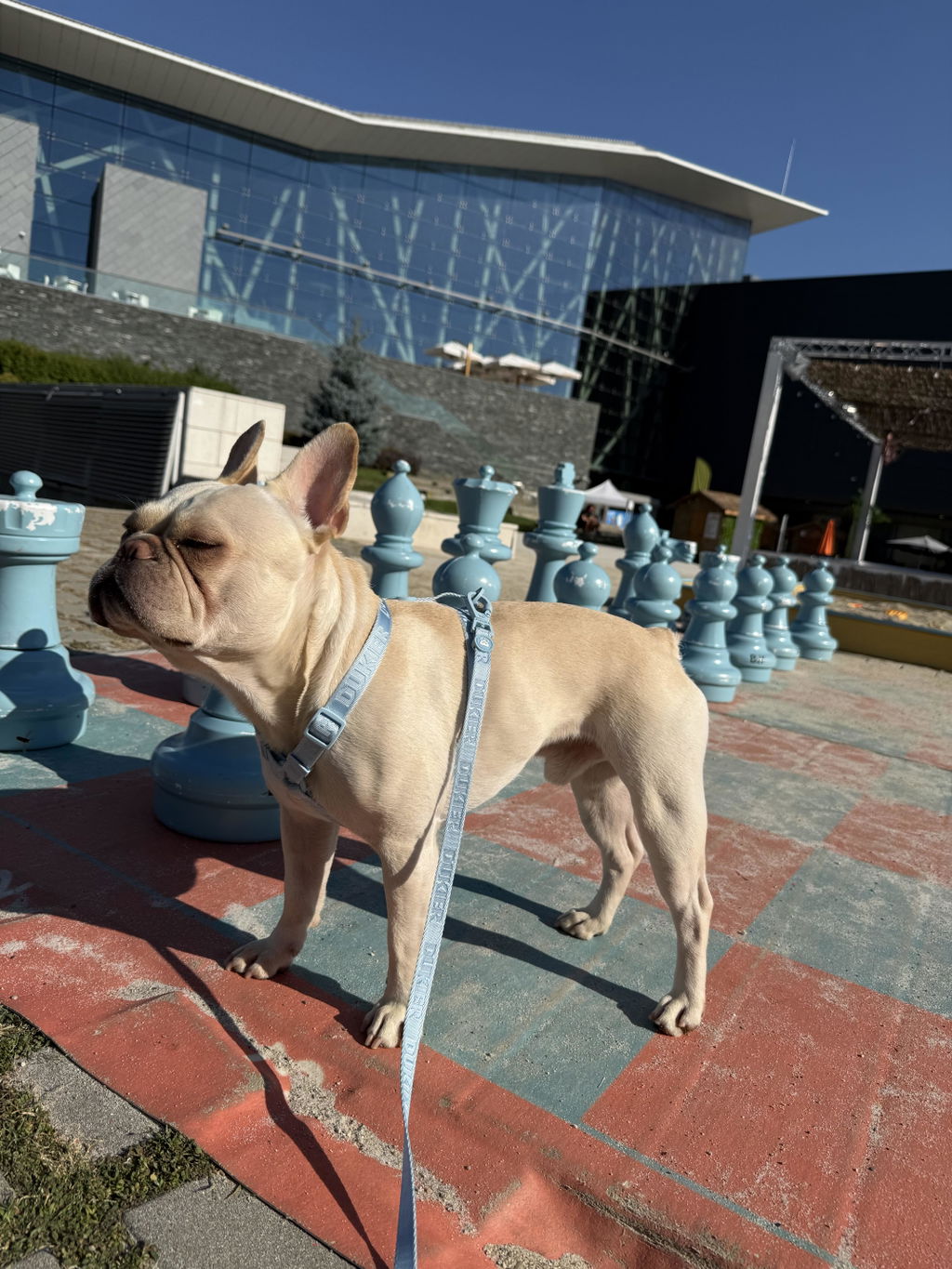 ARNÉS CLÁSICO PARA PERRO  SOFT BLUE
