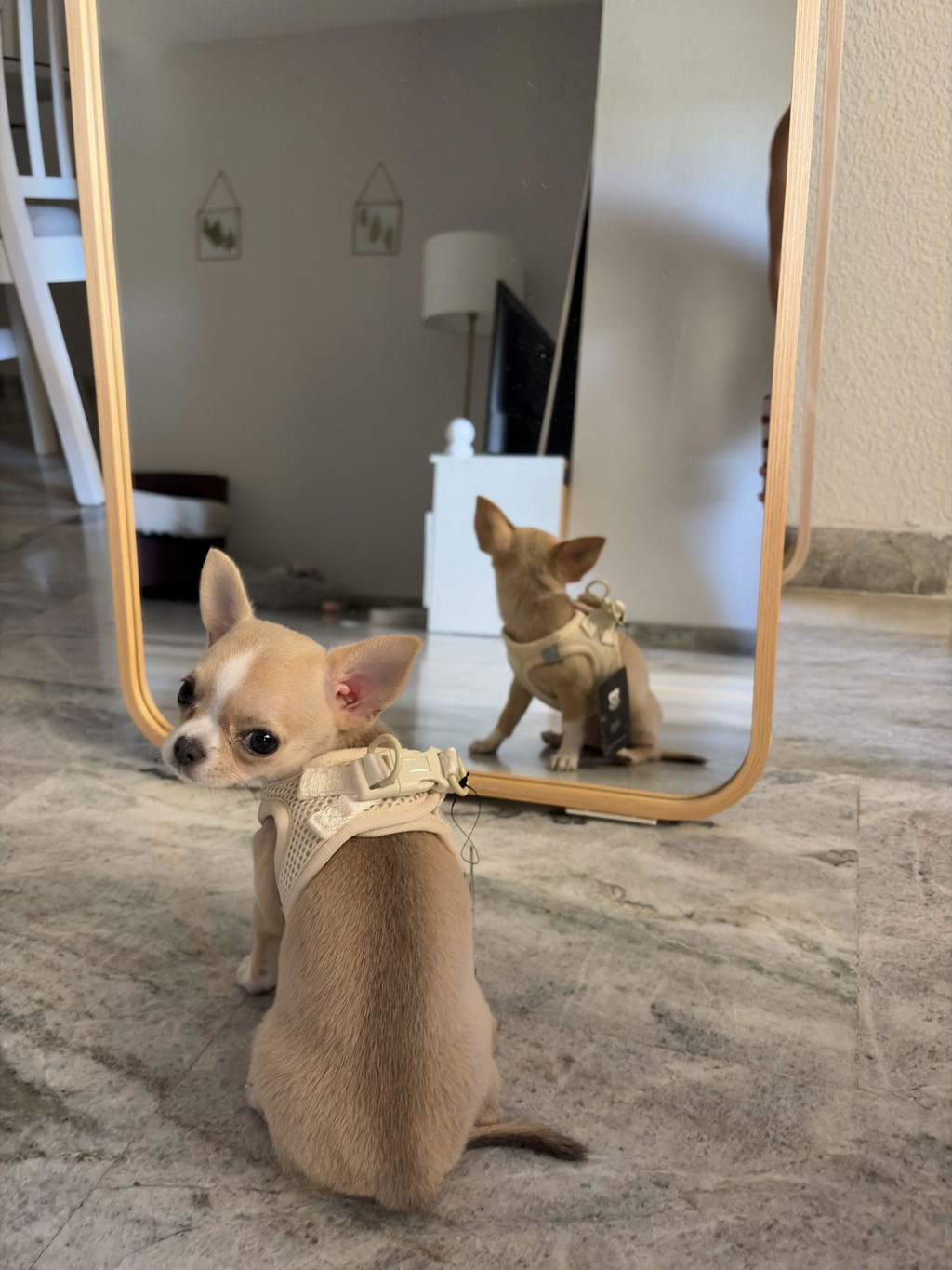 ARNÉS BODY PERRO BEIGE