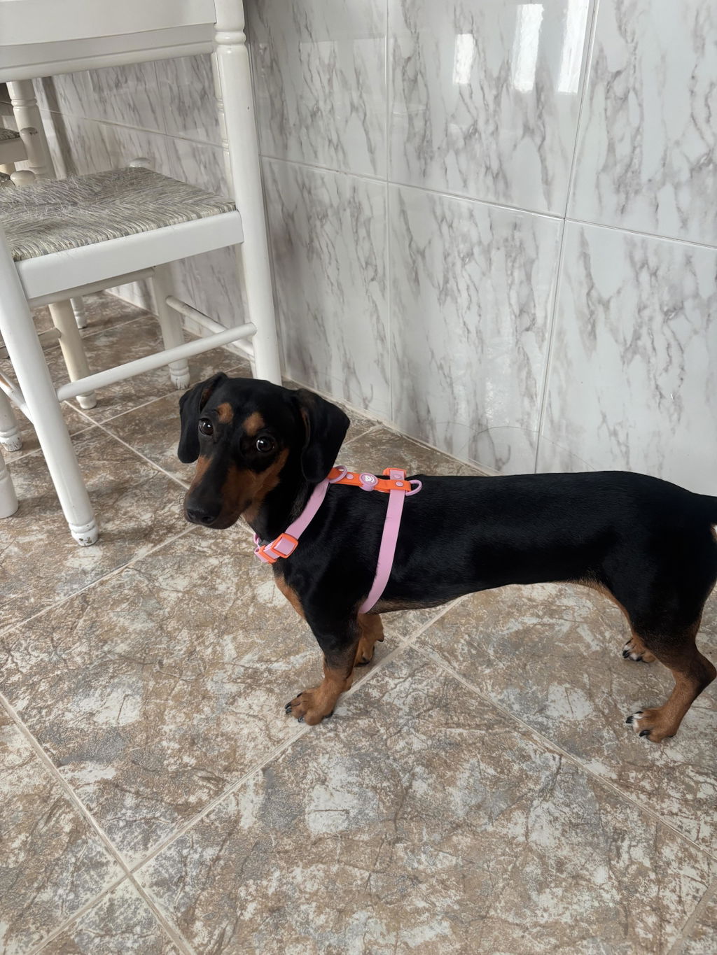 ARNES WATERPROOF PARA PERRO TANGERINE PINK