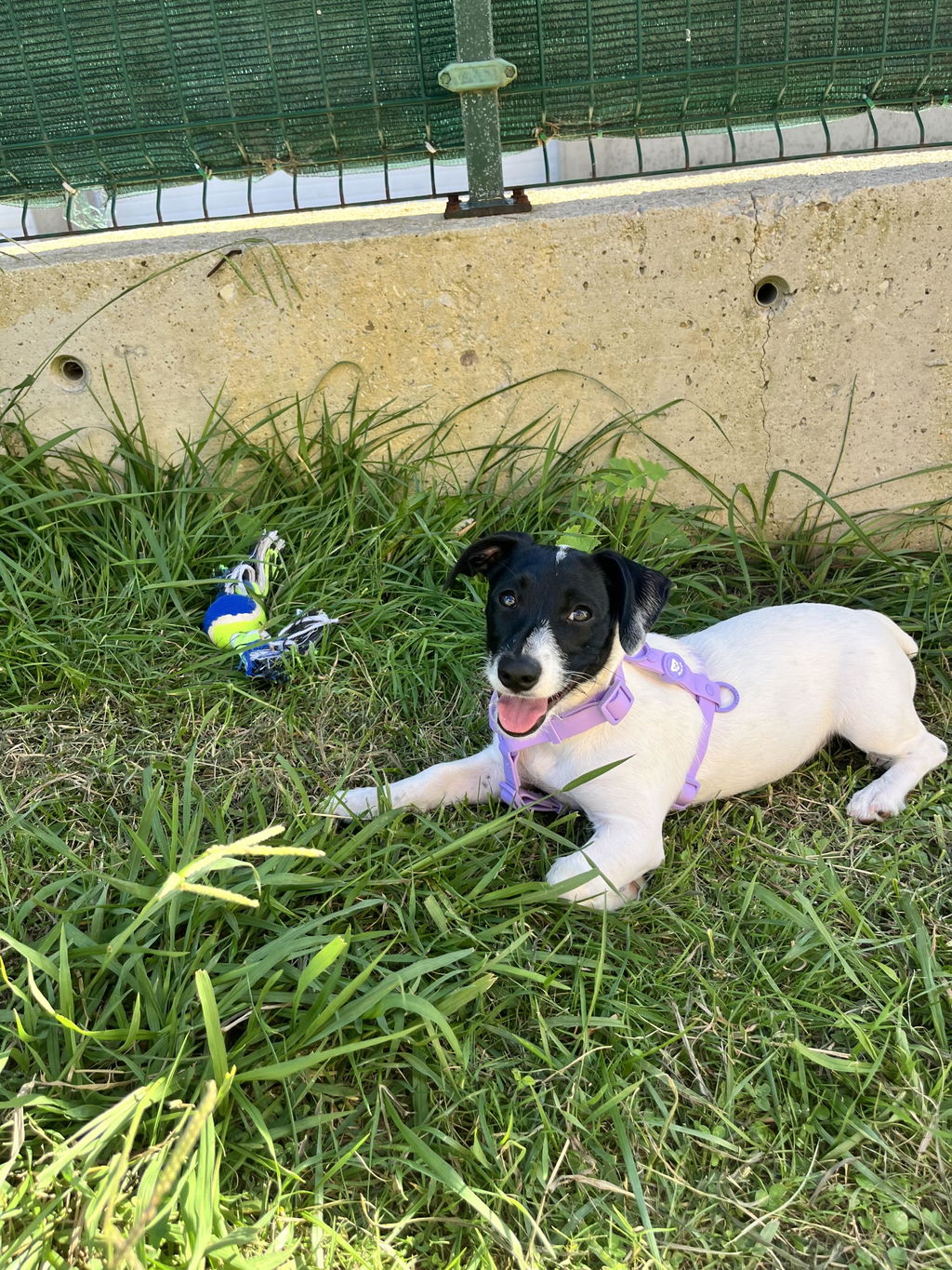 ARNES WATERPROOF PARA PERRO PURPLE