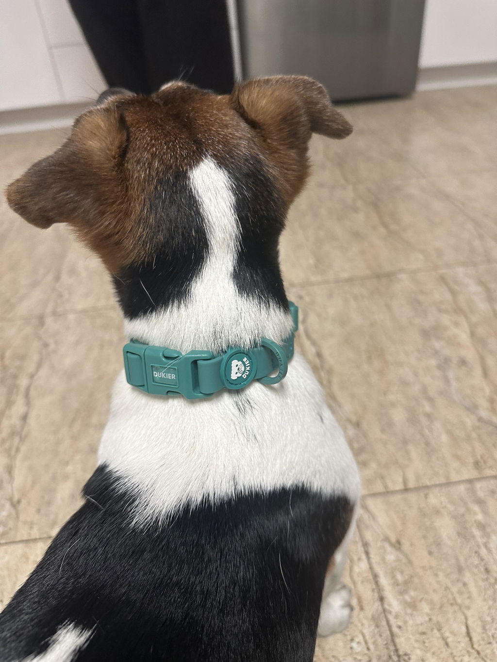 COLLAR WATERPROOF PARA PERRO GREEN