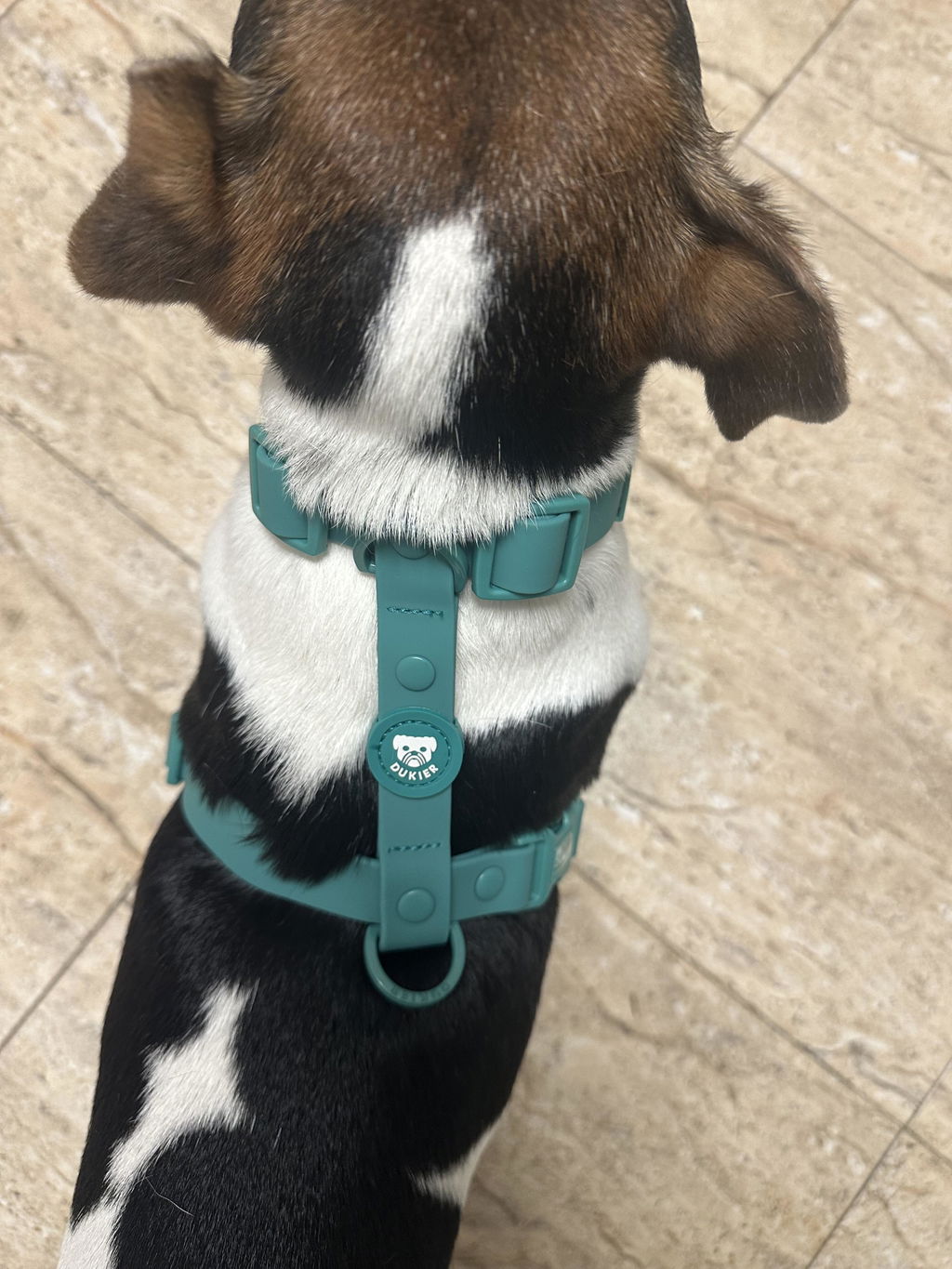 CORREA WATERPROOF PARA PERRO GREEN