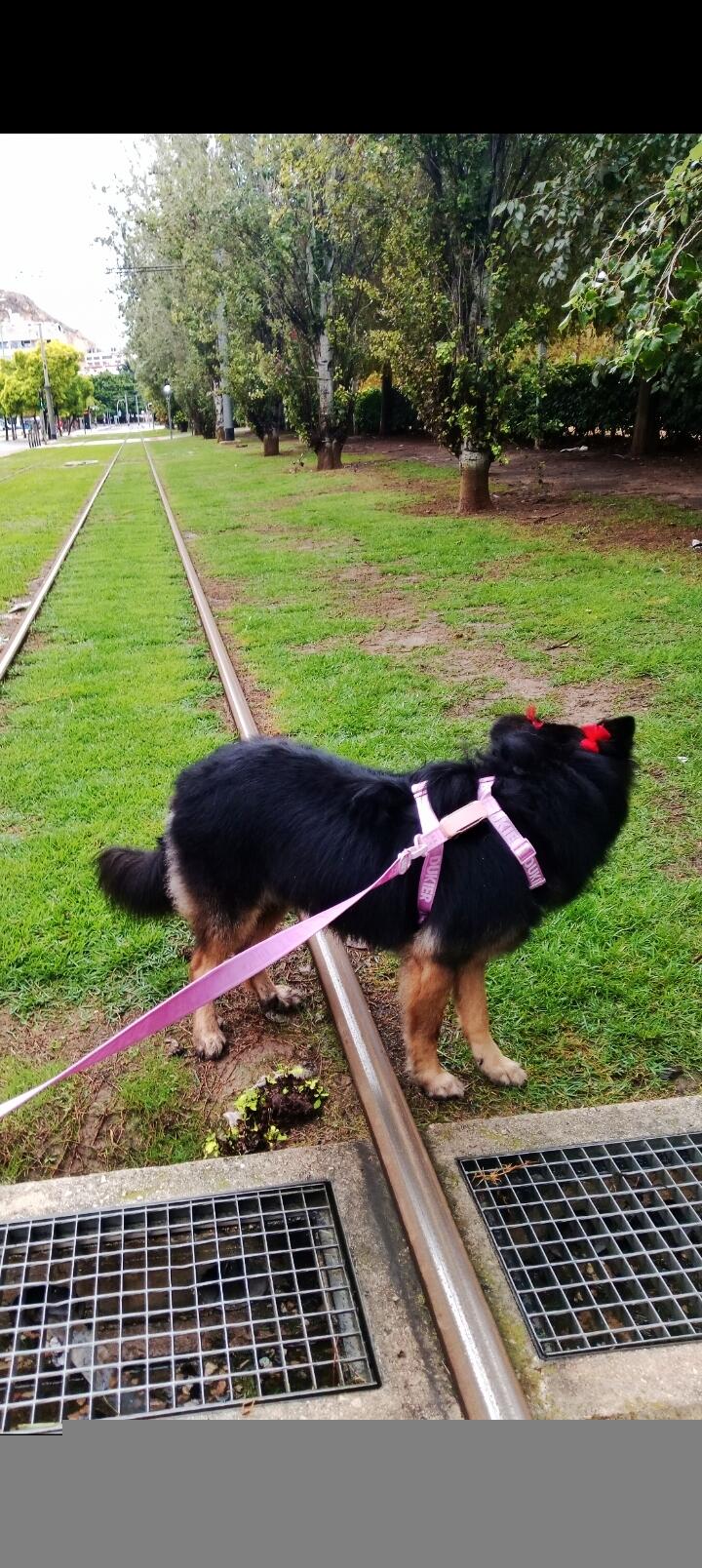 ARNÉS CLÁSICO PARA PERRO STRAWBERRY