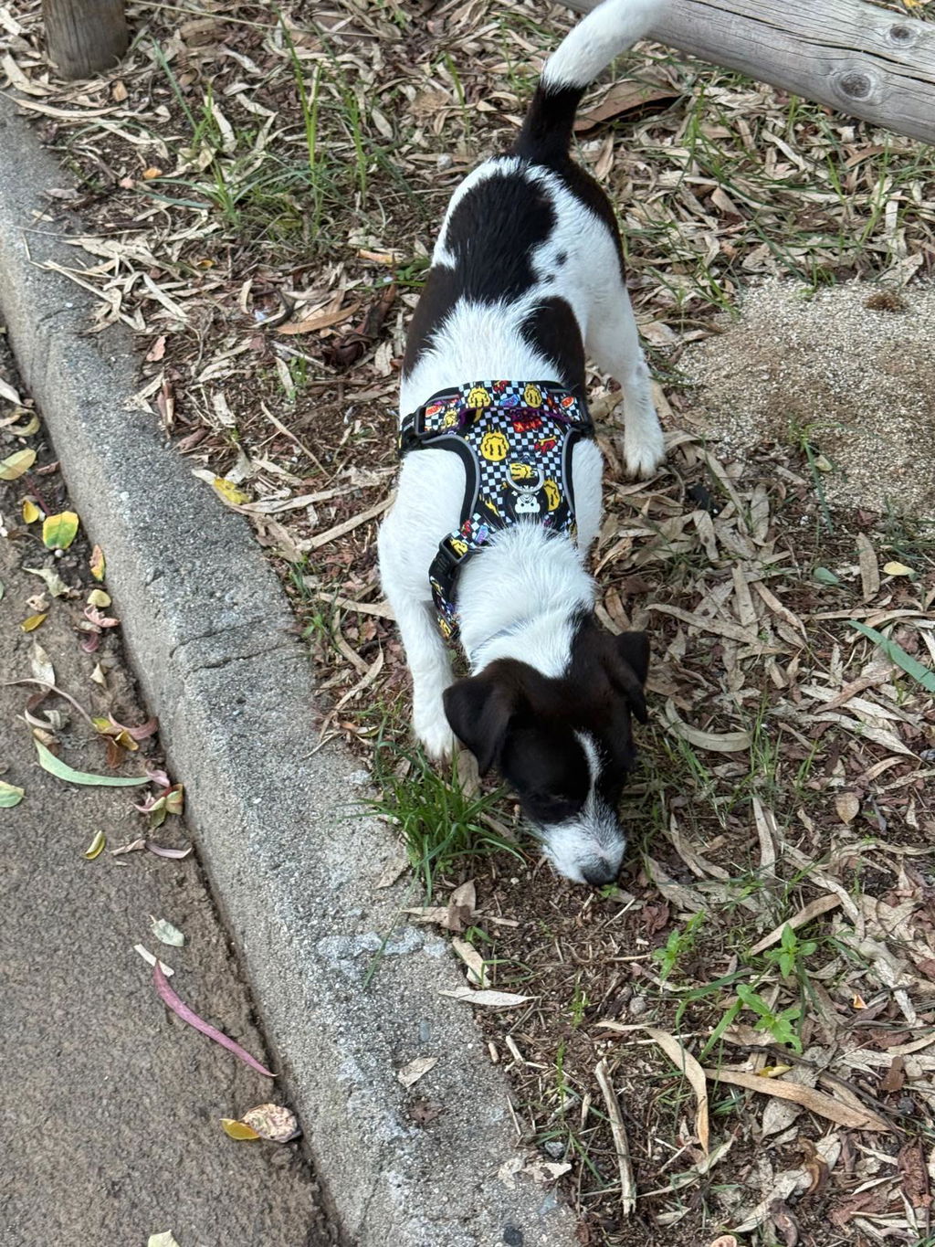 ARNÉS TRAIL PARA PERRO GRUNGE