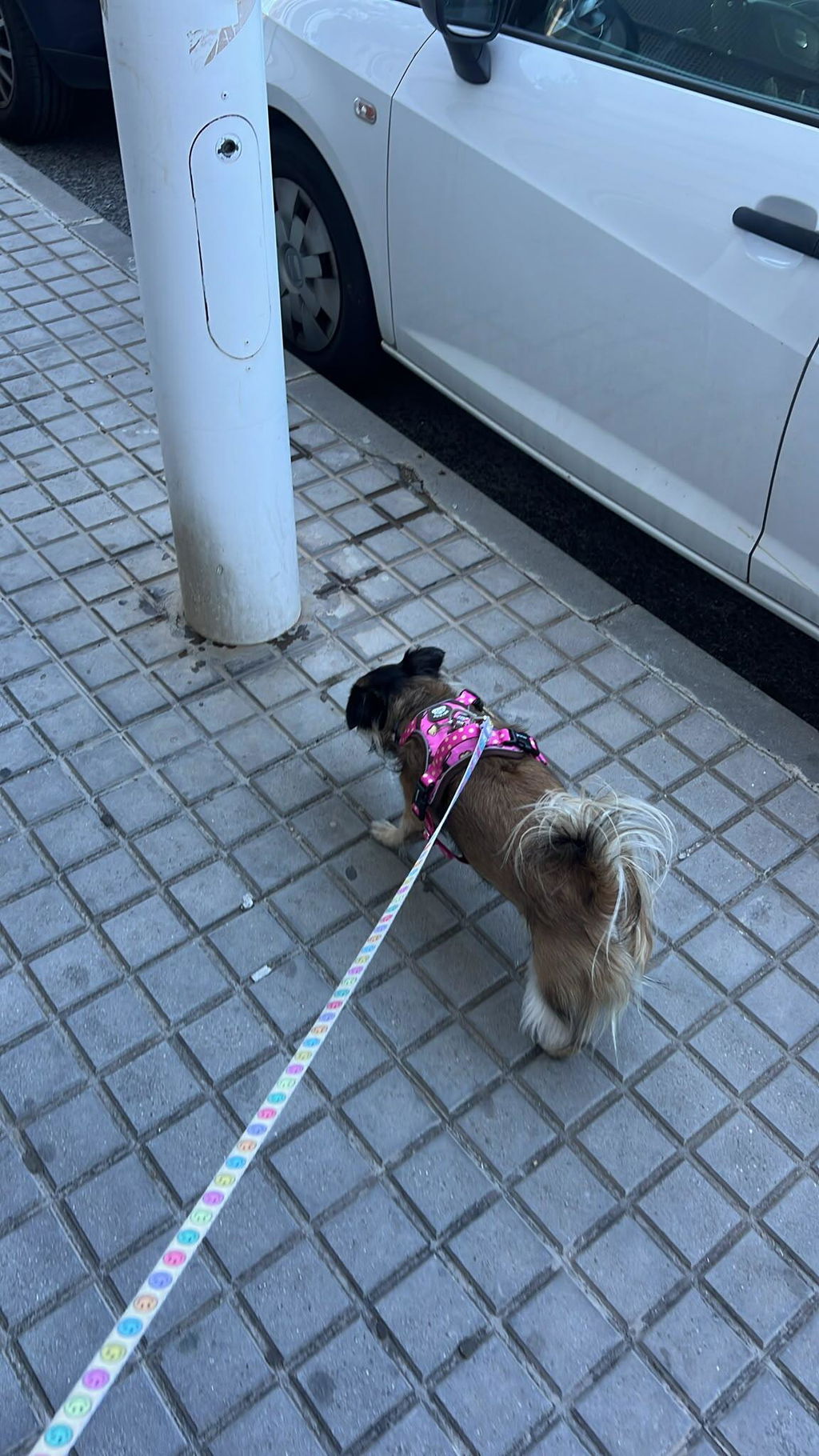 ARNÉS TRAIL PARA PERRO DOGTELLA
