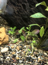 Florida Fish Mom review photo