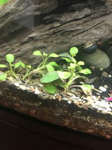 Florida Fish Mom review photo